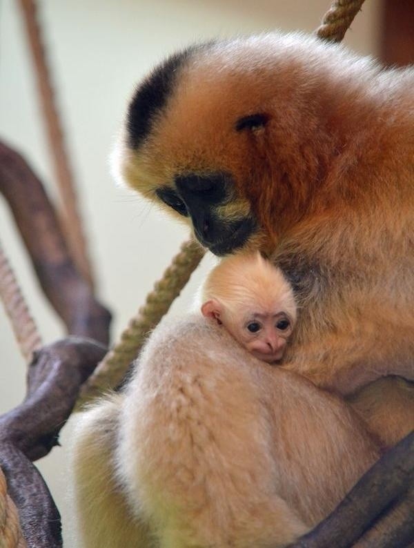 Młody gibbon białopoliczkowy i pekari tagua