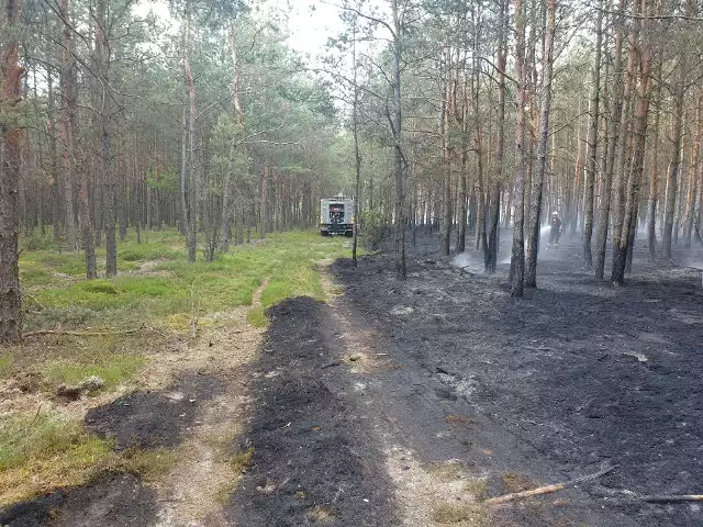 Wielki pożar lasów pod Przysuchą. Płonęło 20 hektarów lasu