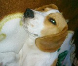 Zaginął pies rasy beagle