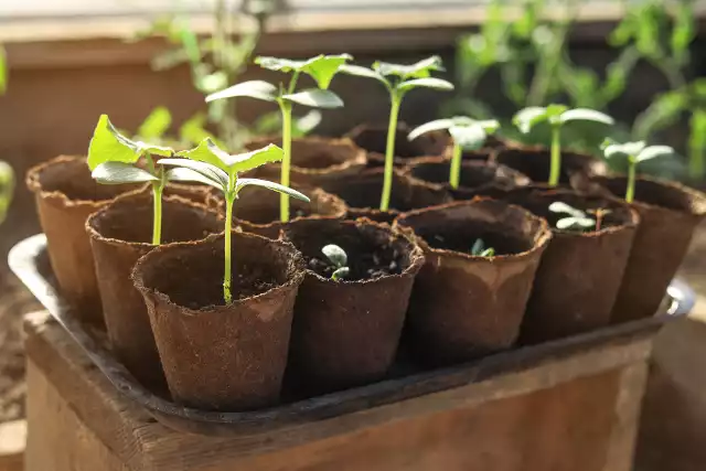 Ogórki i inne warzywa dyniowate najlepiej sadzić w doniczkach biodegradowalnych.