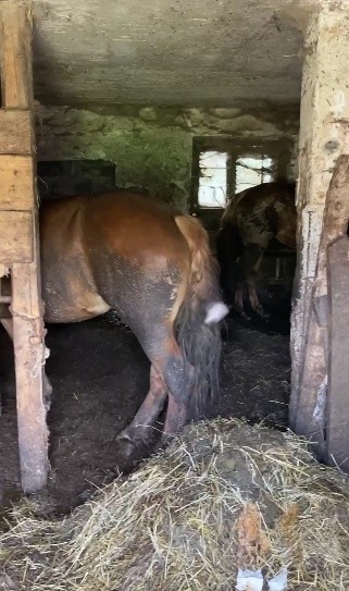 Widok zwierząt, które zobaczyli inspektorzy TOZ-Oddział w...