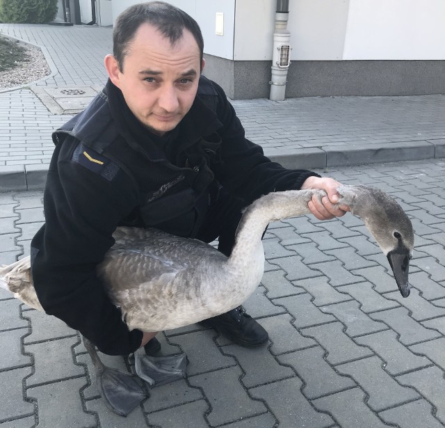 Łabędź został uratowany przez strażników miejskich