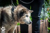 Zaniedbany i chory pies to zbędny balast? Zapadł wyrok skazujący właścicieli za stan Algosa, rasy Siberian Husky [DRASTYCZNE ZDJĘCIA] 