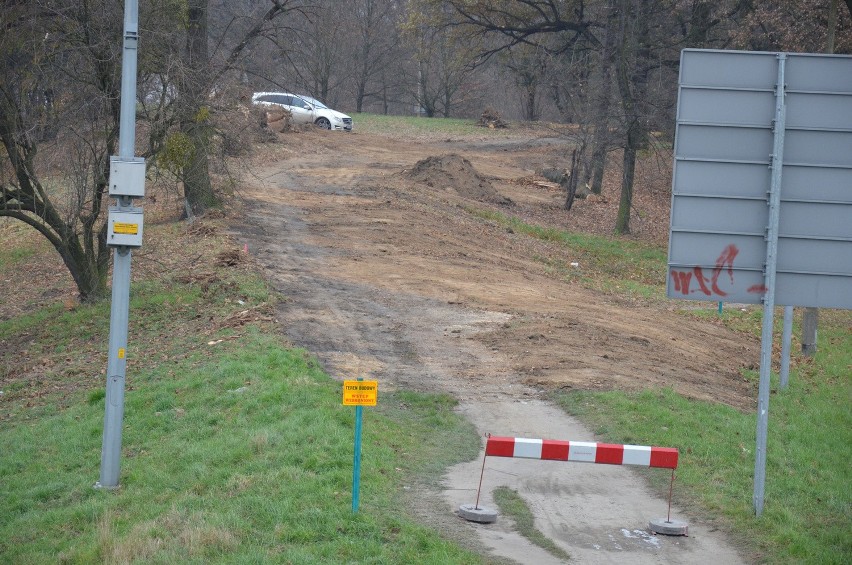 Wycinają wielkie drzewa nad Odrą. Czy zgodnie z prawem? (ZDJĘCIA)