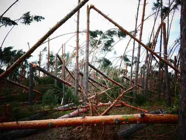 Podczas nawałnicy z 11 na 12 sierpnia ucierpiały także lasy. Jak wynika z informacji Lasów Państwowych w Toruniu na terenie województwa ucierpiało ponad 22 tys. ha. Ogłoszono zakaz wstępu do lasów. W Nadleśnictwie Gołąbki, którego lasy znajdują się m.in. na terenie powiatu żnińskiego ogłoszono zakaz wstępu do lasu. - W związku z zaistniałymi zagrożeniami, na podstawie art. 26 ust 3 pkt 1 ustawy z dnia 28.09.1991 roku o lasach, wprowadza się zakaz wstępu do lasu na terenie całego Nadleśnictwa Gołąbki, który obowiązuje aż do odwołania. Podjęte decyzje mają na celu zapewnienie bezpieczeństwa publicznego oraz sprawny przebieg akcji porządkowania lasu - czytamy w komunikacie. Jak wynika z informacji nadleśnictwa w noc z piątku na sobotę zostało połamanych przez żywioł ok. 160 tys. m. sześć. na powierzchni około 500 ha (wstępne szacunki). Najbardziej doświadczone zostały leśnictwa: Mięcierzyn i Długi Bród.- W Gołąbkach najbardziej ucierpiała sosna w średnich przedziałach wiekowych, najliczniejsza w składzie gatunkowym tutejszych drzewostanów. Szczególnie dramatycznie doświadczone zostało leśnictwo Mięcierzyn i Długi Bród. Nieduży udział mają również brzozy i dęby. Leśnicy jeszcze w sobotę przystąpili do oględzin najbardziej uszkodzonych kompleksów. Obrazy, jakie ujrzeli, przypominają znane z historii klęski pohuraganowe w innych częściach Polski. Drzewa ułamane, jak zapałki, najczęściej ukręcone na wysokości 3-5 metrów, utraciły zielone korony. Z lotu ptaka nie przypomina to lasu, istne pobojowisko wyścielone gałęziami pośród kikutów pni - czytamy na stronie internetowej Nadleśnictwa Gołąbki. Lasy na trasie Rogowo - Niedźwiady (na zdjęciach), w miejscowościach Długi Bród i Mięcierzyn ze względu na skale zniszczeń będą musiały być wycięte. W tych miejscach będą nowe nasadzenia. - Proszę wszystkich o zrozumienie. Dlatego ogłosiliśmy zakaz wstępu do lasu, aby nic złego się nikomu nie stało. Prosimy o uszanowanie tego zakazu - dodaje Marek Malak, nadleśniczy Nadleśnictwa Gołąbki.  Zobacz także:  Kataklizm w Lubostroniu zniszczył 50 proc. zabytkowego parku [nowe zdjęcia] Info z Polski: 