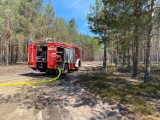 Kolejny pożar lasu w gminie. W akcji sześć jednostek straży pożarnej