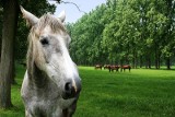 Sołtys skazany za znęcanie się nad koniem. Koń padł