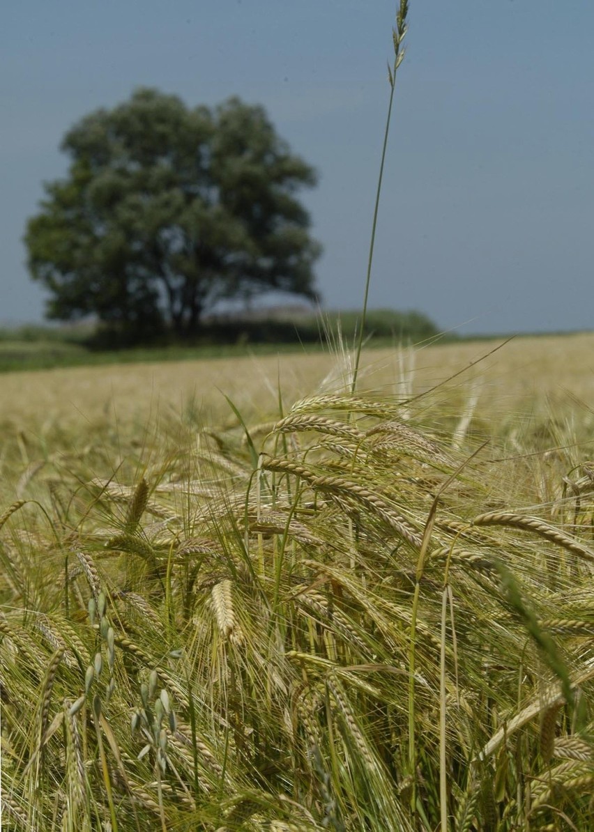 Średnia cena żyta wyniosła w październiku 70,18 zł/dt.