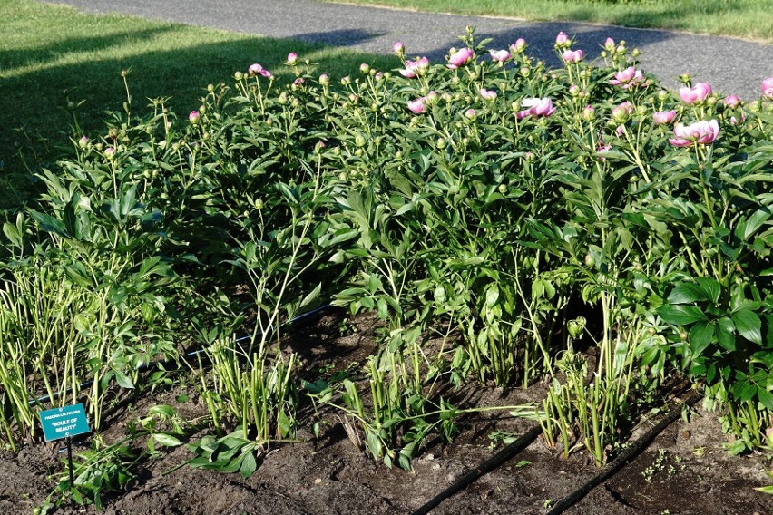 Ktoś ukradł piwonie z ogrodu botanicznego. Rosły prawie 20 lat