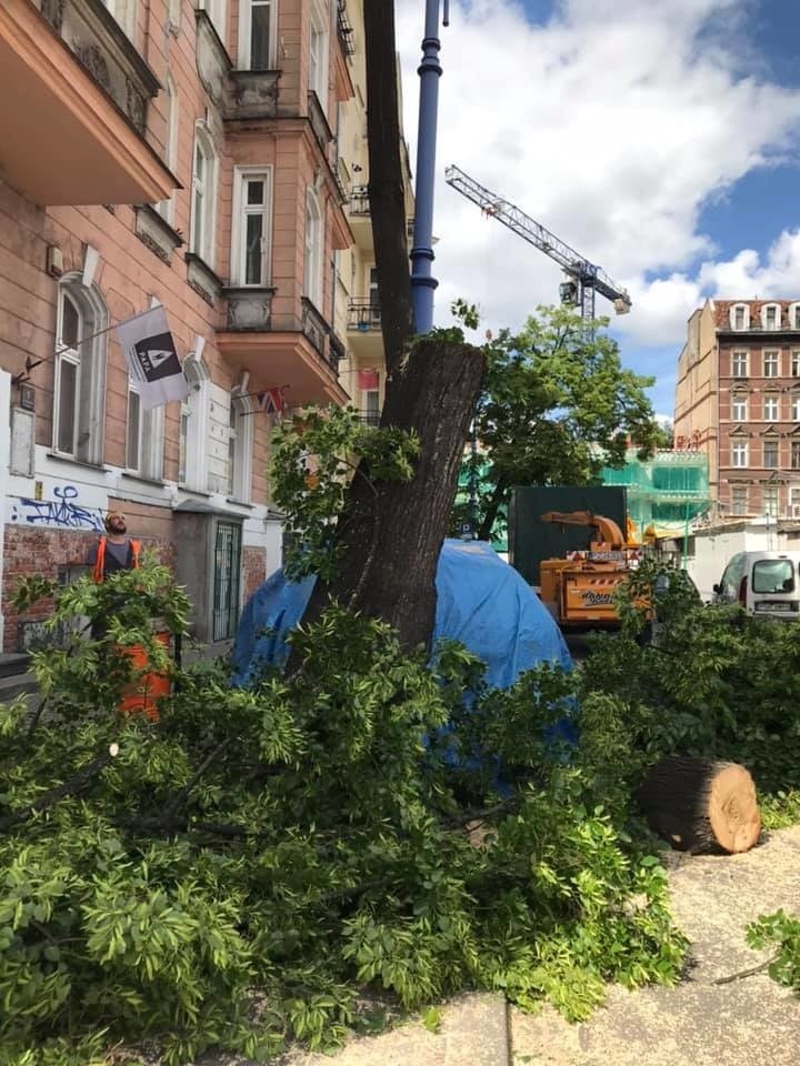 Radni ze Starego Miasta ubolewają, że kolejne drzewo w ich...