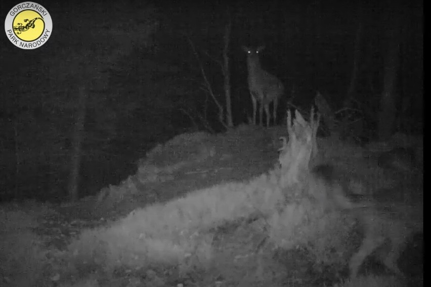Poręba Wielka. Fotopułapki Gorczańskiego Parku Narodowego zarejestrowały atak wilka na łanię. Walka trwała kilka godzin [FILM] 13.03.2021