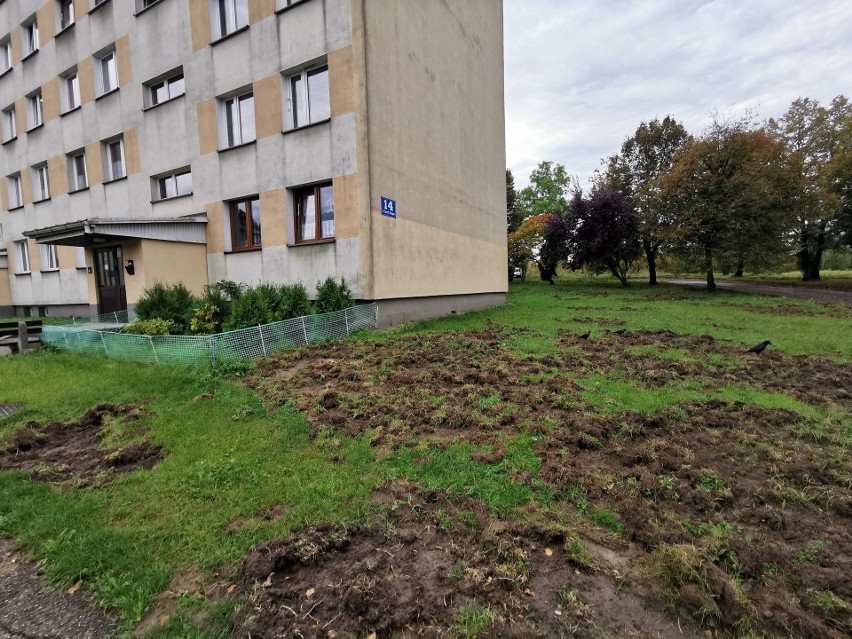 Dziki sieją postrach i spustoszenie w centrum Chrzanowa. Nie boją się ludzi, grasują między blokami [ZDJĘCIA]