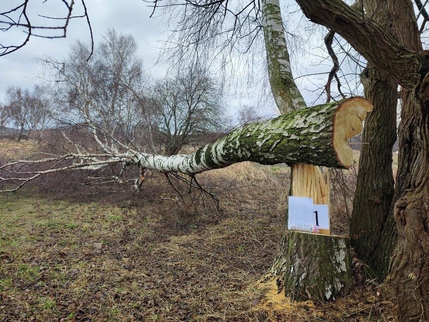 Urząd poszukuje sprawców nielegalnej wycinki drzew przy ul. Pomorskiej