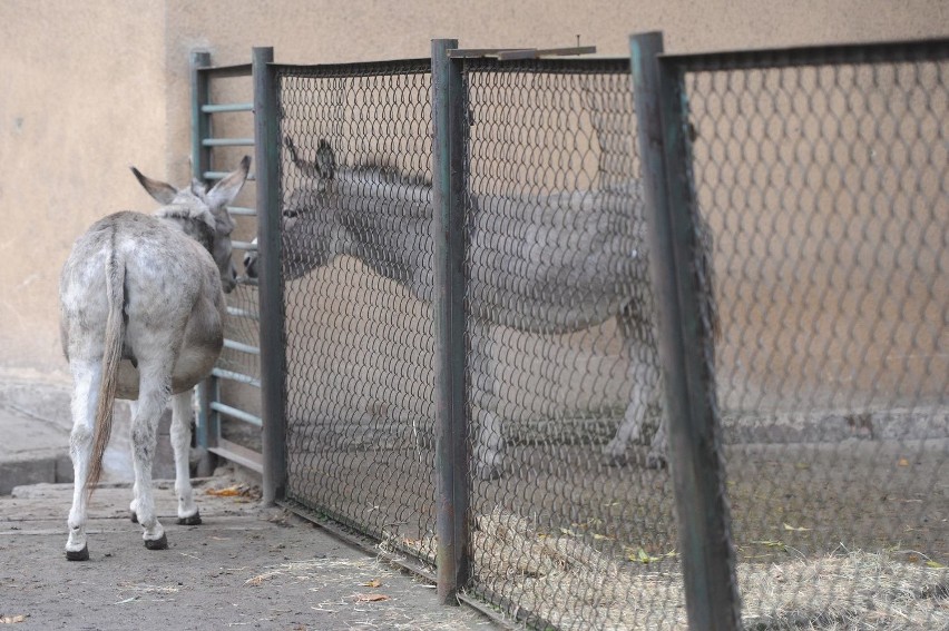 Osiołki ze Starego Zoo doczekały się potomstwa [ZDJĘCIA]