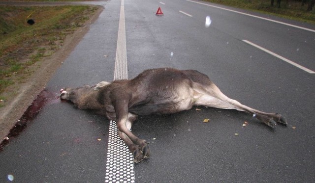Na drodze powiatowej Bydgoszcz - Nakło zwierzę wybiegło z lasu tuż pod nadjeżdżający pojazd