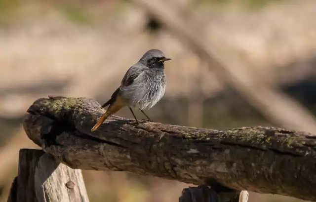 Kopciuszki chętnie mieszkają w pobliżu człowieka. Bywa, że zakładają gniazda pod okapami dachów, czy w załomach murów.