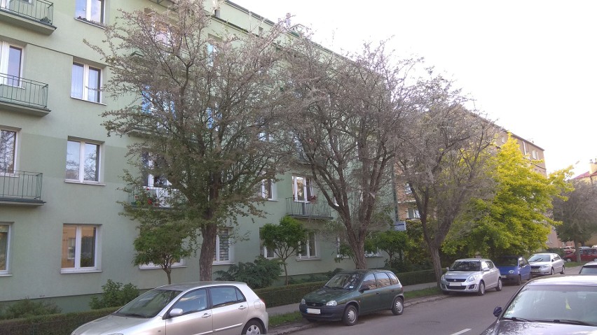W centrum Rzeszowa, przy ul. Leszczyńskiego, umierają drzewa. Będzie oprysk [ZDJĘCIA]