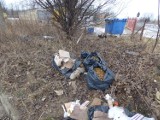 Ul. Rataja: 3 tys. martwych ślimaków na nielegalnym wysypisku śmieci