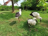 Zadyma o bociany w Przysieczy. „Ludzie nie rozumieli sytuacji, wyzywali nas od morderców” 