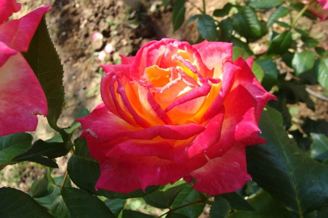 Ogród różany to świetny pomysł na aranżację fragmentu ogrodu.