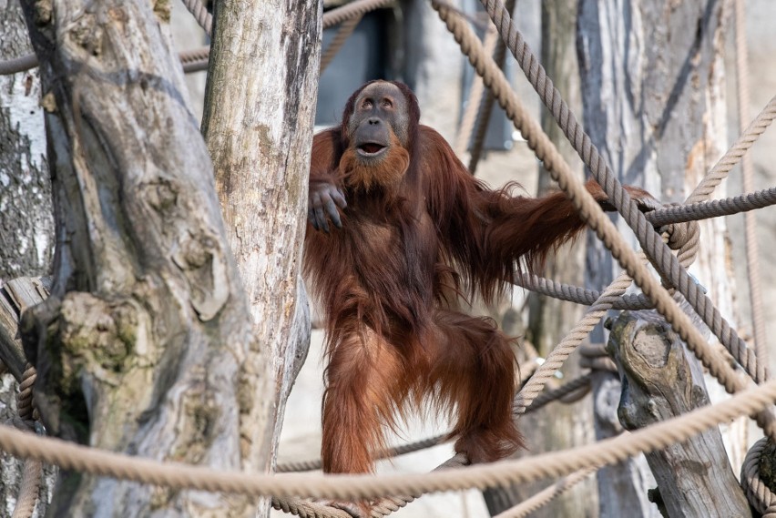 Budi jeden z trzech orangutanów, jedynych w Polsce.