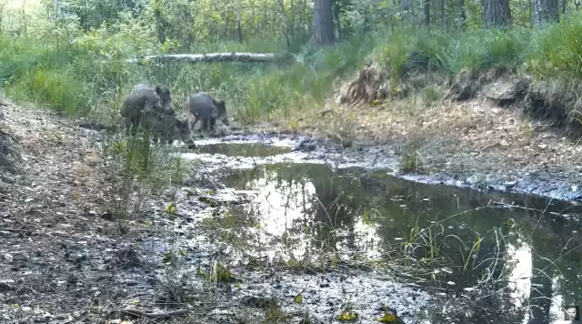 Dzik bez jednej nogi wciąż żyje w lesie pod Częstochową. Ponownie udało się go nagrać