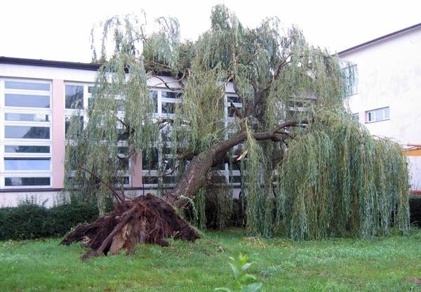 Skutki nawalnicy nad powiatem tarnobrzeskimW Gorzycach jedno z poteznych drzew runelo na budynek sali gimnastycznej przy Zespole Szkól w Gorzycach.