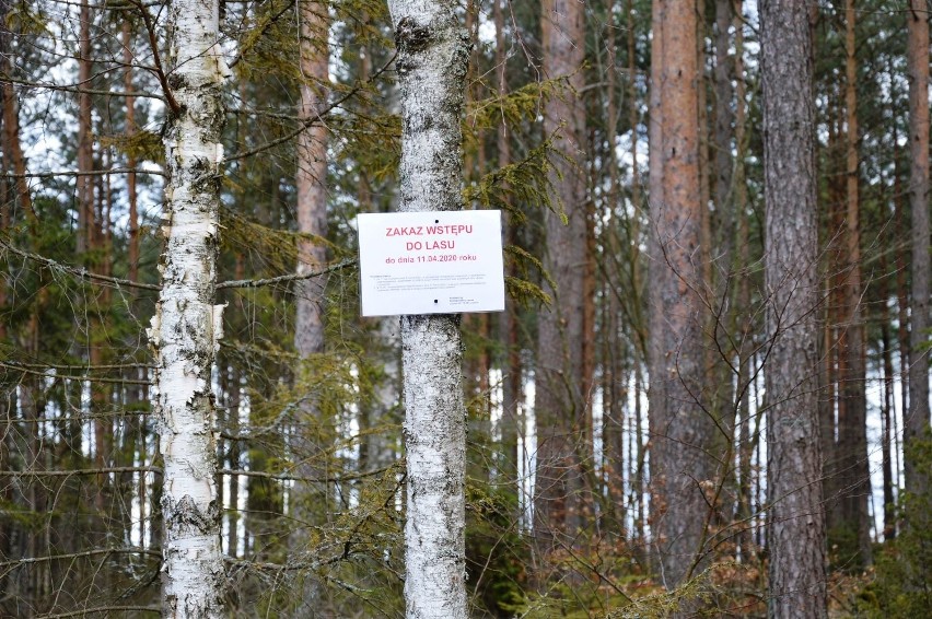 Zakaz wstępu do lasu budzi wiele kontrowersji. Leśnicy: byliśmy przeciw (zdjęcia)