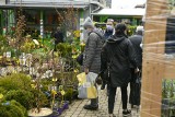 Ludzie ruszyli po sadzonki i kwiaty. Centra ogrodnicze w Kielcach nie mogą narzekać na brak klientów (ZDJĘCIA)
