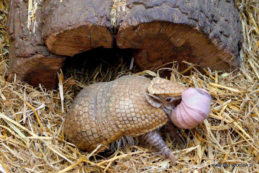 Nowy mieszkaniec wrocławskiego zoo. Oto mała piłeczka [ZOBACZ]     