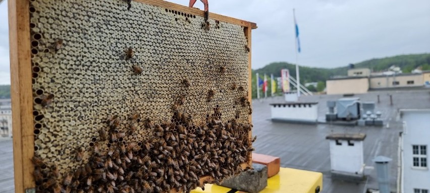 Pszczoły na dachu Urzędu Miasta w Gdyni od początku roku wyprodukowały około 42 kilogramy miodu!