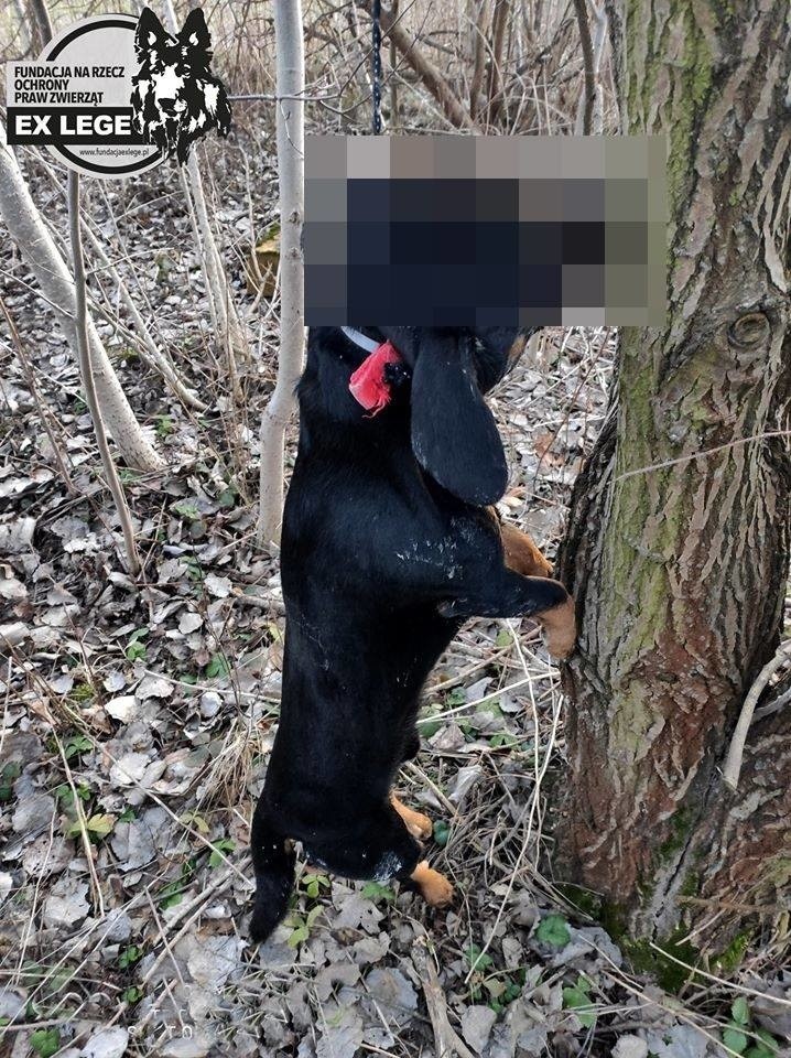 Bestialskie zabójstwo psa w Lublinie. Ktoś go udusił i powiesił na drzewie. Zbierają na nagrodę za wskazanie sprawcy 