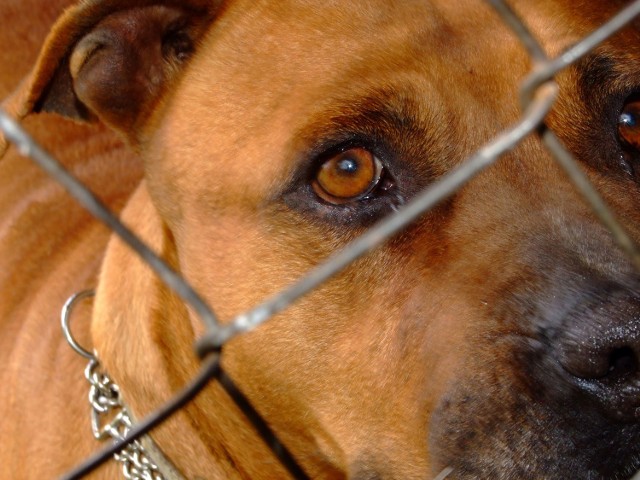 Straż gminna zapowiada, że będzie karać mandatami osoby, które nie sprzątają po swoich psach