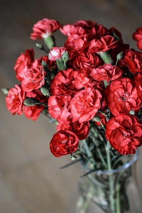 Czerwone goździki stanowiły obowiązkowy element obchodów Dnia Kobiet. Dostawano je zarówno w domu, jak i w zakładach pracy. Goździki były jednymi z najłatwiej dostępnych i najtańszych kwiatów.