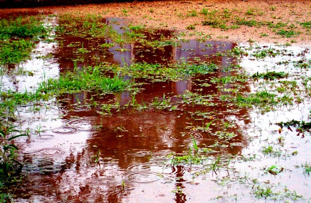 Zalany wodą trawnikOgród po ulewnych deszczach - jak o niego zadbać