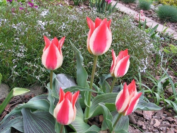 Być może pojawi się biało &#8211; czerwona odmiana tulipana nazwana imieniem śp. prezydenta Lecha Kaczyńskiego. Nz. inna odmiana o biało &#8211; czerwonych barwach.
