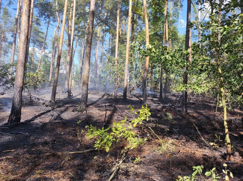 Delastowice. Duży pożar lasu koło Szczucina. W akcji liczne siły strażaków z Powiśla i Tarnowa 
