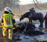 Tragedia niedaleko Żnina. Konie utopiły się w jeziorze, prawdopodobnie wystraszyły się wilków - zobacz zdjęcia