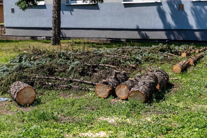 Przy białostockiej Komendzie Miejskiej wycięto cztery drzewa. W ich miejsce policja zasadzi osiem nowych (zdjęcia)