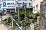 Przy białostockiej Komendzie Miejskiej wycięto cztery drzewa. W ich miejsce policja zasadzi osiem nowych (zdjęcia)