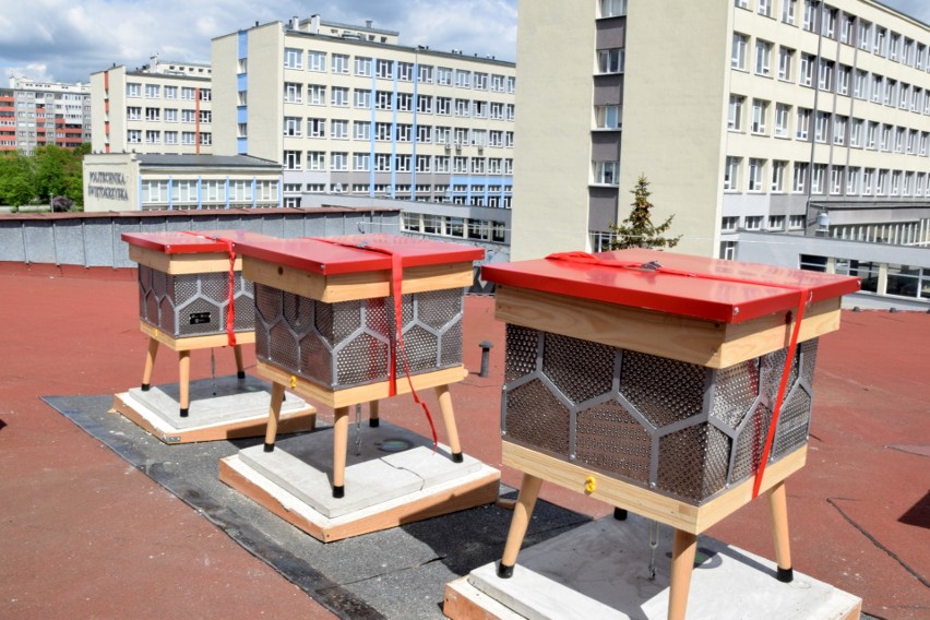 Na dachu Politechniki Świętokrzyskiej w Kielcach stanęła pierwsza w Polsce pasieka z recyklingu