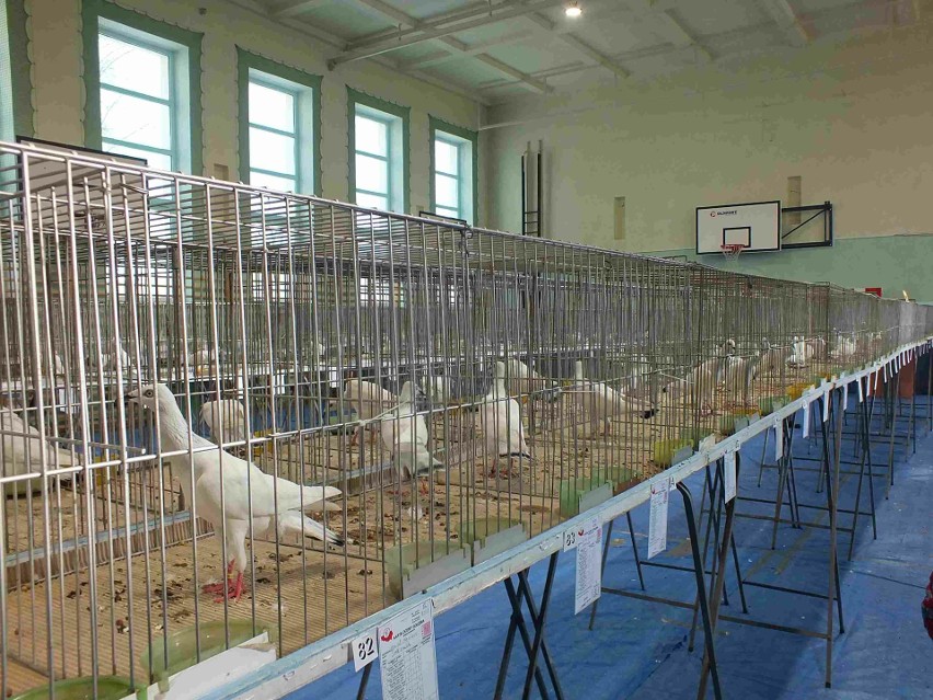 Wystawa gołębi rasowych i drobnego inwentarza w Starachowicach. Zobacz zdjęcia 