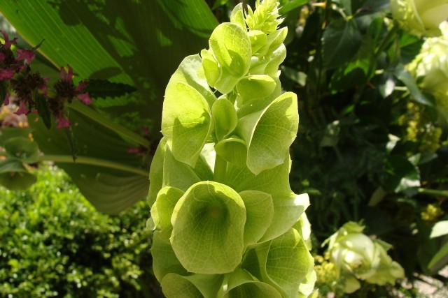 Dzwonki irlandzkie mają niezwykłe kwiaty - kielichy kwiatowe osadzone na dość długiej łodydze mają zielony kolor.