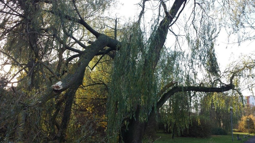 Wiatr przewraca drzewa i zrywa linie energetyczne