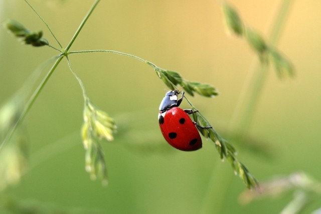 Okrutny żar leje się z nieba. Zdarzają się gwałtowne burze, nawałnice, trąby powietrzne. Nie gdzieś daleko, w Polsce. Te wszystkie zjawiska to zdaniem WWF jeden ze sposobów, na który planeta daje nam znać, że przesadziliśmy z konsumpcją.Dzień długu ekologicznego to moment, gdy zużyliśmy zasoby Ziemi, na których odtworzenie nasza planeta potrzebuje całego roku. W 2018 roku przypada rekordowo wcześnie, bo już 1 sierpnia. "Pierwszy raz światowa konsumpcja przekroczyła dostępne zasoby w 1986 r, przedtem korzystaliśmy z naszej planety, tylko tyle ile była nam w stanie dać. Od tego czasu, każdego roku, sytuacja wygląda coraz gorzej i dzień ten przypada wcześniej niż w poprzednim roku", wyjaśnia WWF. Organizacja działająca na rzecz ochrony środowiska naturalnego tłumaczy, jak określa się dzień długu ekologicznego. Jest wyliczamy przez dzielenie ogółu zasobów naturalnych biosfery przez światowy ślad ekologiczny, a następnie mnożony przez liczbę dni w roku. "Ślad ekologiczny ludzkości, to miara wpływu człowieka na środowisko naturalne (ile zasobów naturalnych z lądu i wody ludzie potrzebują, by zaspokoić swoje potrzeby oraz ile potrzebuje natura, żeby zaabsorbować wyprodukowany przez nas dwutlenek węgla). Bierze się więc pod uwagę zużycie paliw kopalnych, wody, gleby, emisję dwutlenku węgla, liczbę złowionych ryb. Dominującym składnikiem naszego śladu ekologicznego (60%) jest dwutlenek węgla, który pochodzi ze spalania paliw kopalnych".Jak zadbać o planetę na co dzień i ograniczać ślad ekologiczny? Zamienić samochód na rower lub komunikację miejską,  samolot na pociąg, oszczędzać energię, wodę, segregować odpady i ograniczyć produkcję odpadów, szczególnie plastiku. W kwestii żywności jedzmy to co powstało w sposób przyjazny dla środowiska (z ekologicznym certyfikatem), najlepiej wytwarzaną lokalnie (ograniczenie emisji CO2 podczas transportu), kupując ryby i produkty rybne sprawdzajmy, czy posiadają certyfikat MSC, gwarantujący, że pochodzą ze zrównoważonych łowisk lub wybierajmy te gatunki, które otrzymały zielone światło, czyli ich konsumpcja nie obciąża znacząco środowiska. Ograniczmy jedzenie mięsa, którego produkcja wiąże się z ogromną emisją CO2 i obciążeniem dla środowiska, zaleca WWF.