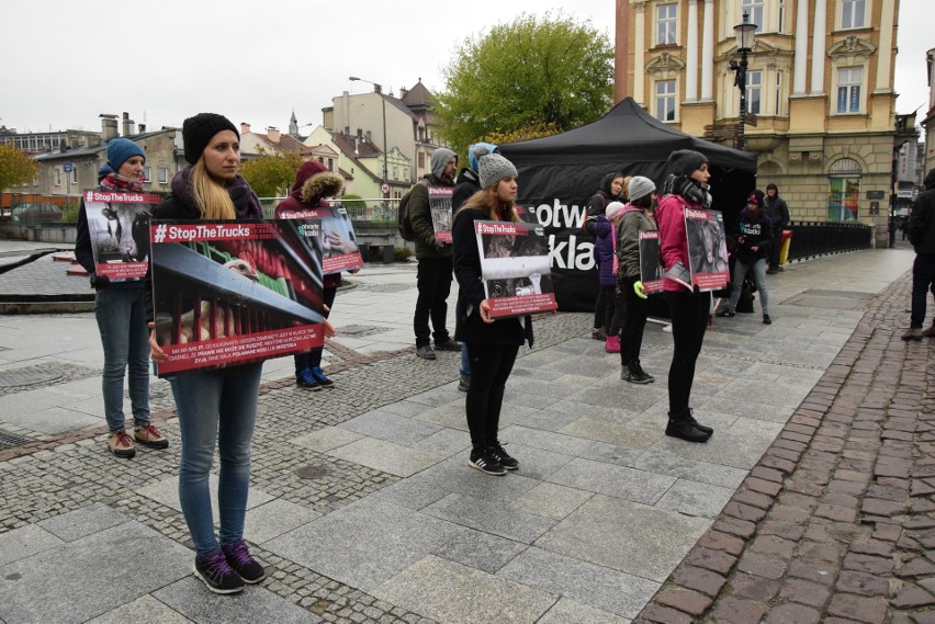 Zwierzęta cierpią podczas transportu. Stowarzyszenie Otwarte...