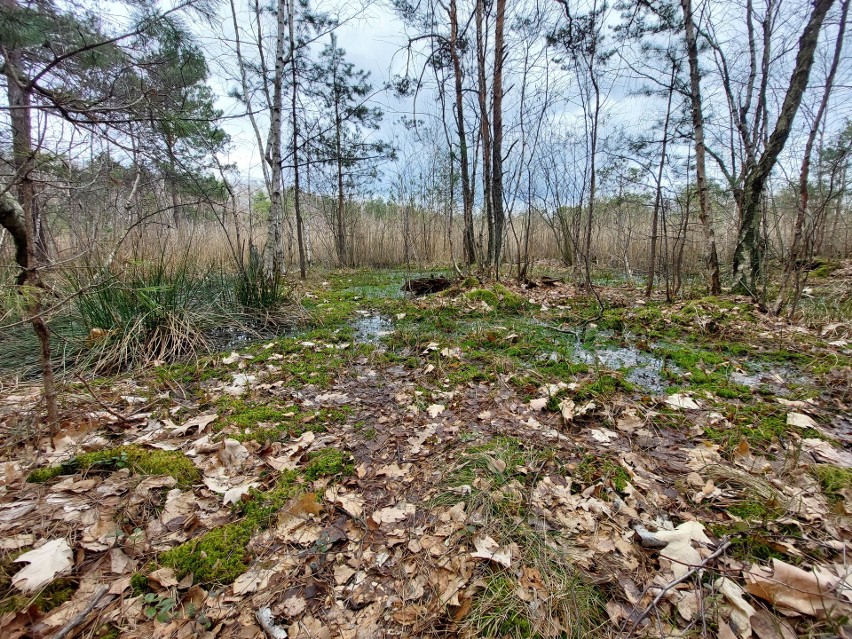 Łódzkie: Trwa walka o przyszłość rezerwatu przyrody w Rąbieniu