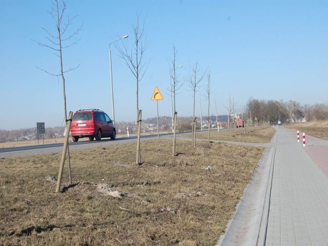 Mieszkańcy obawiają się, że drzewa posadzone przez drogowców wzdłuż trasy wojewódzkiej 241, z Paterka do Nakła, gdy urosną, zasłanią światło lamp. Piesi i rowerzyści pokonywać będą trakt w ciemnościach. Sprawę tę poruszono w środę na sesji Rady Powiatu