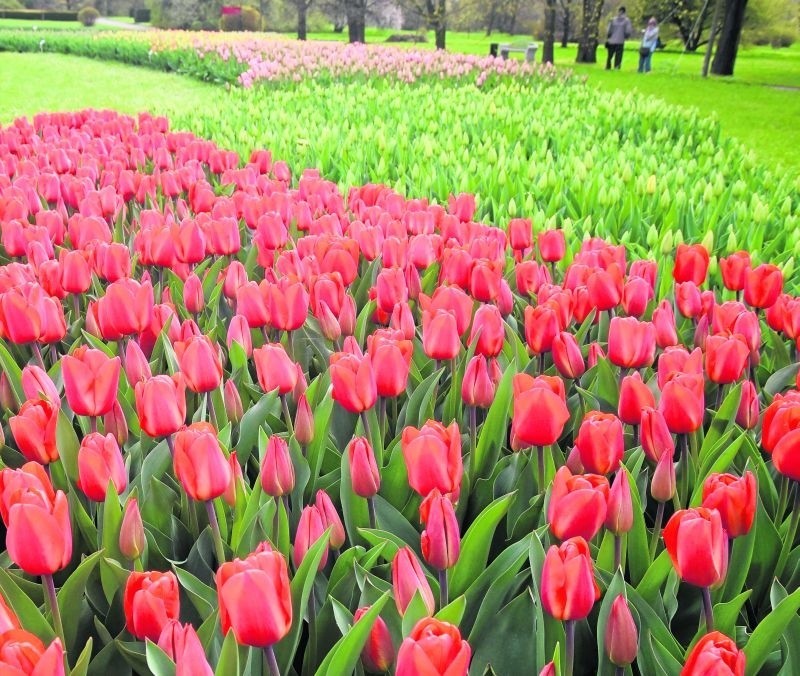 Przez najbliższe dni będzie można oglądać tulipanowe dywany.