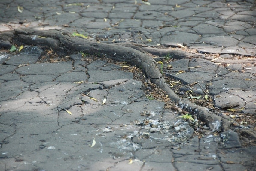 Sosnowiec: Bulwar Czarnej Przemszy dla rowerzystów i spacerowiczów?